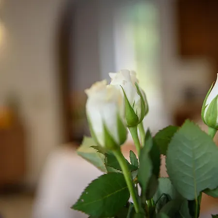 Sweet B&B 티라노