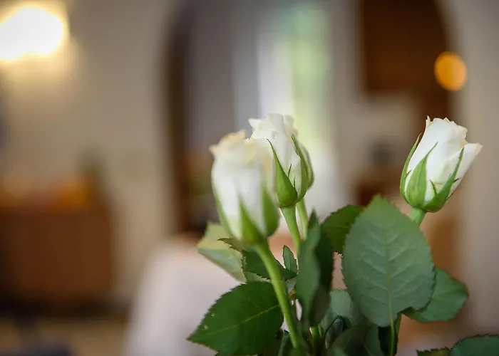 Sweet B&B 티라노